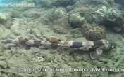 Phát hiện cá mập “biết đi” ở Indonesia Phát hiện cá mập “biết đi” ở Indonesia